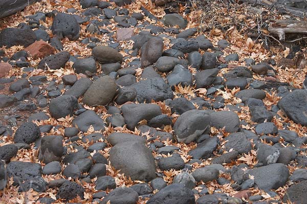 sedona-rocks-leaves