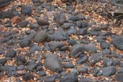 sedona-rocks-leaves