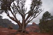 sedona-tree